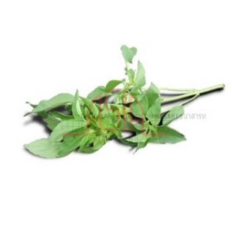 Hairy Basil Leaf 100Gr - Bilde 2