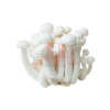 Shimeji Mushroom White 150G - Bilde 2