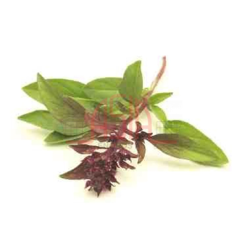 Red Holy Basil 100Gr - Bilde 2