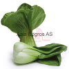 Cai lun - Shanghai pakchoi big
