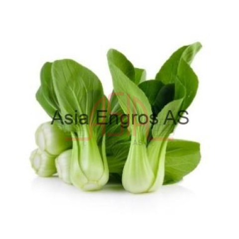 Cai lun - Shanghai pakchoi Mini NL