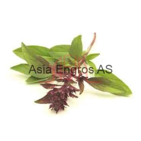 Red Holy Basil 100Gr