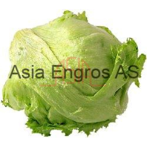 Iceberg lettuce