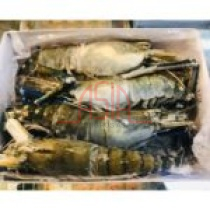 Frozen FRESH WATER Scampi HOSO 2/4 Block